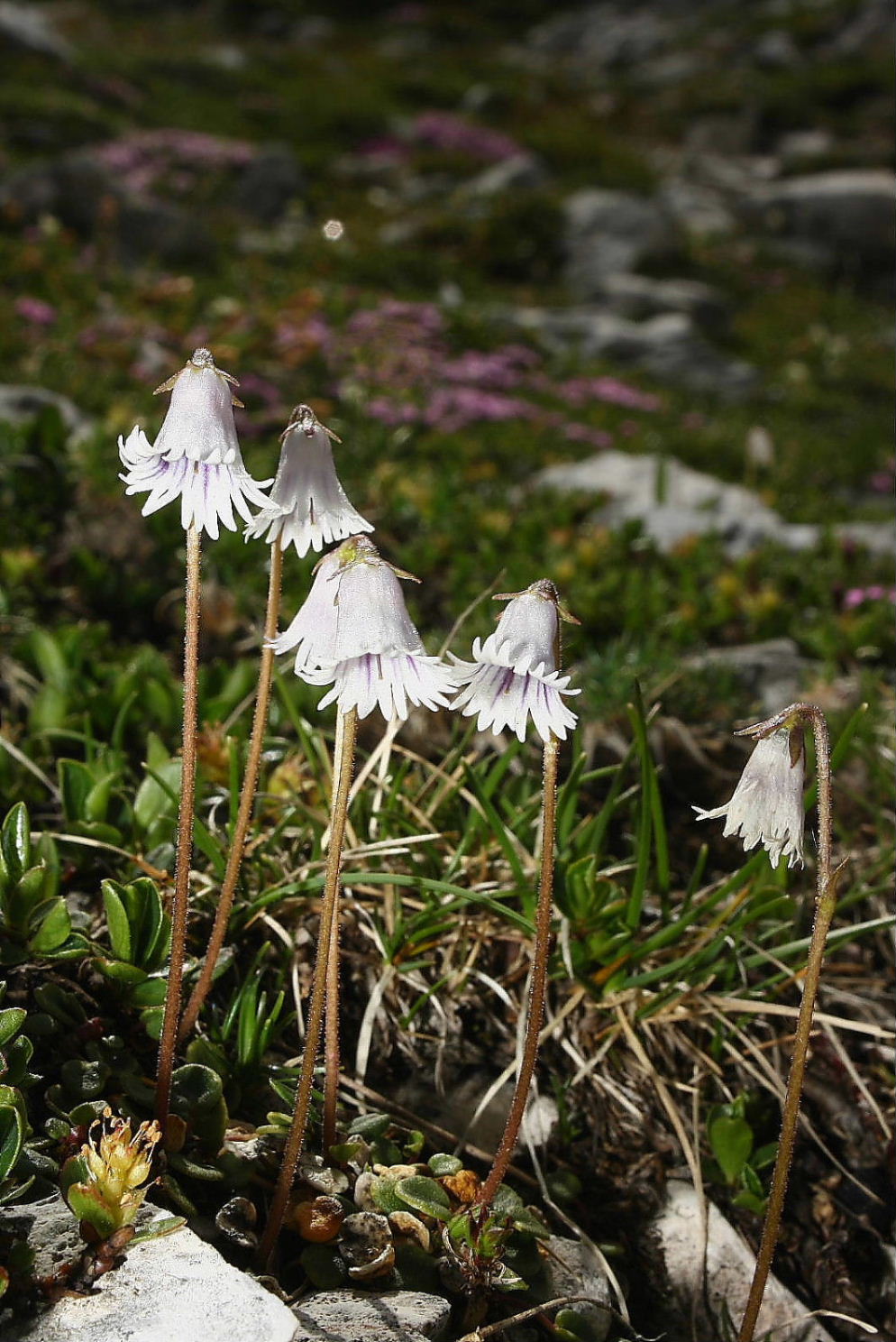 Soldanella minima / Soldanella del calcare